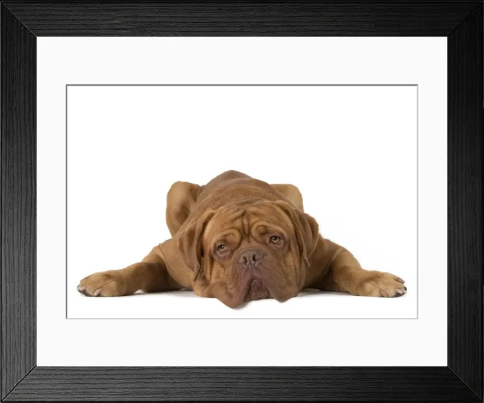 Framed Print : Picture No. 10897832 Framed Print : Picture No. 10897832