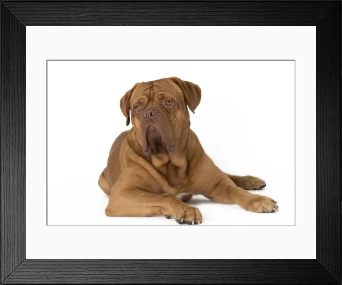 Framed Print : Picture No. 10897835 Framed Print : Picture No. 10897835