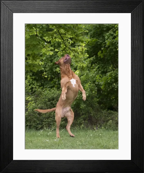 Framed Print : Picture No. 10897840 Framed Print : Picture No. 10897840