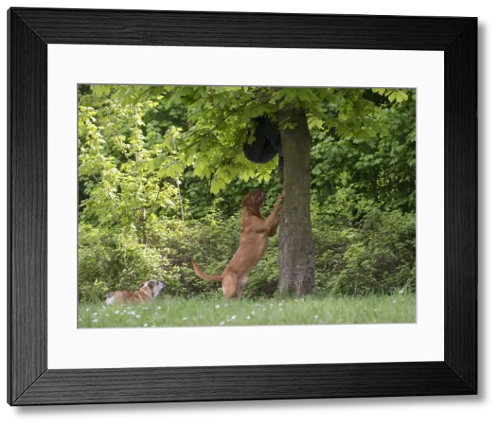 Framed Print : Picture No. 10897838