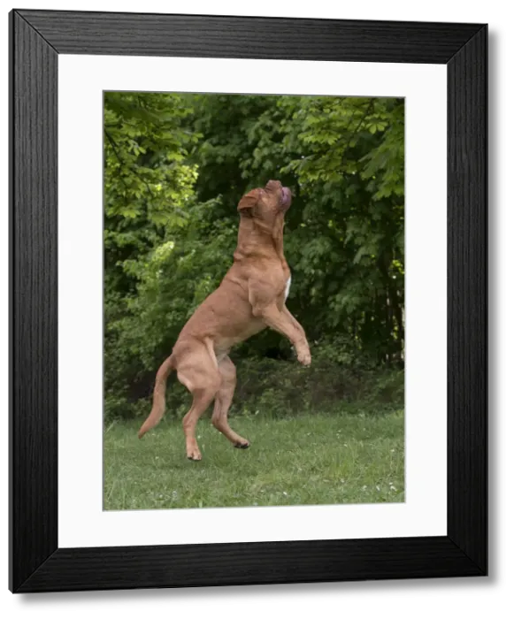 Framed Print : Picture No. 10897842 Framed Print : Picture No. 10897842