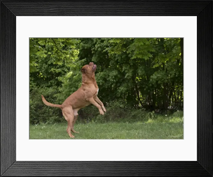 Framed Print : Picture No. 10897841 Framed Print : Picture No. 10897841