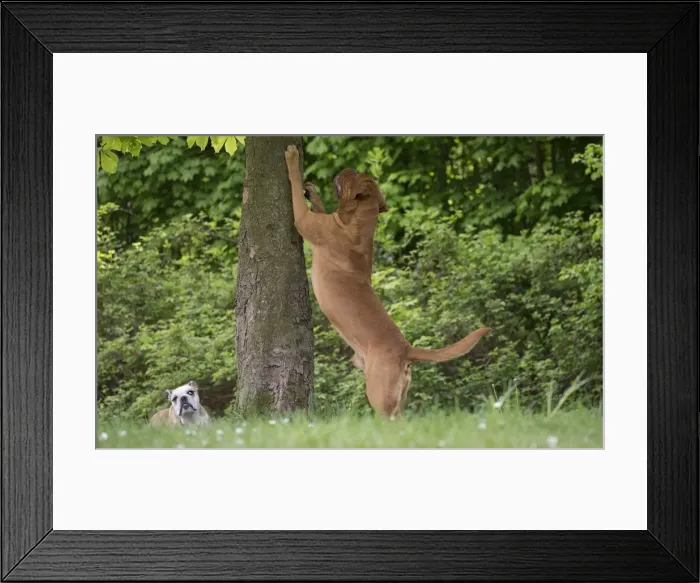 Framed Print : Picture No. 10897839 Framed Print : Picture No. 10897839