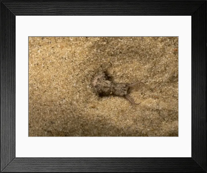 Framed Print : Picture No. 10896328 Framed Print : Picture No. 10896328