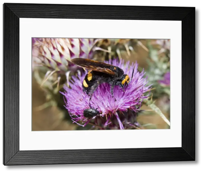 Framed Print : Picture No. 10896356 Framed Print : Picture No. 10896356