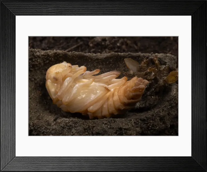 Framed Print : Picture No. 10896361 Framed Print : Picture No. 10896361