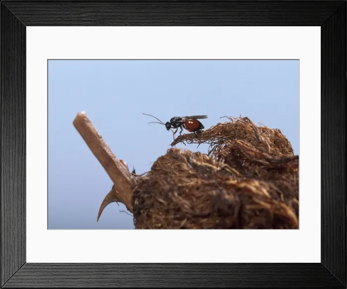 Framed Print : Picture No. 10896354 Framed Print : Picture No. 10896354