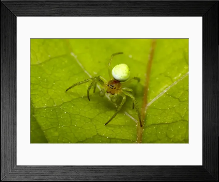 Framed Print : Picture No. 10896315 Framed Print : Picture No. 10896315