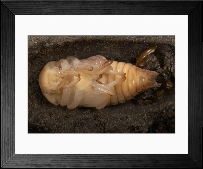 Framed Print : Picture No. 10896353 Framed Print : Picture No. 10896353