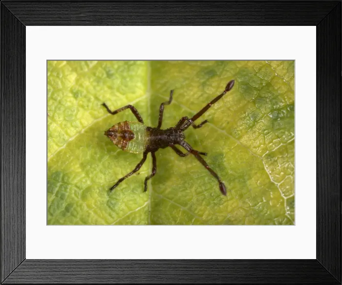 Framed Print : Picture No. 10896337 Framed Print : Picture No. 10896337