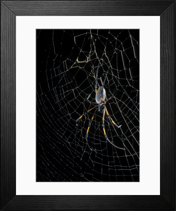Framed Print : Picture No. 10896346