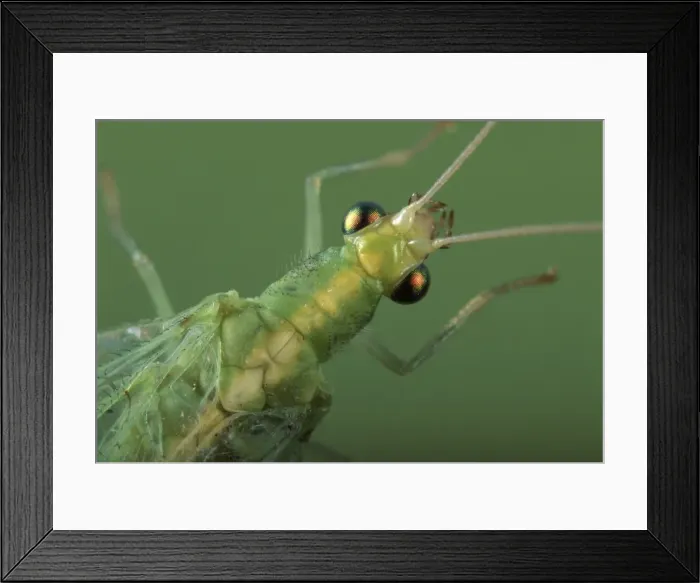 Framed Print : Picture No. 10896339 Framed Print : Picture No. 10896339