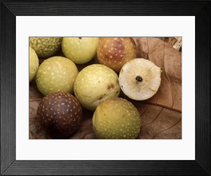 Framed Print : Picture No. 10896324 Framed Print : Picture No. 10896324