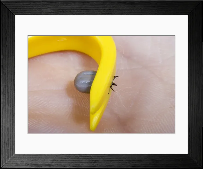 Framed Print : Picture No. 10896350 Framed Print : Picture No. 10896350