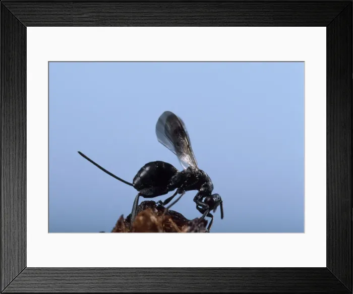 Framed Print : Picture No. 10896358 Framed Print : Picture No. 10896358