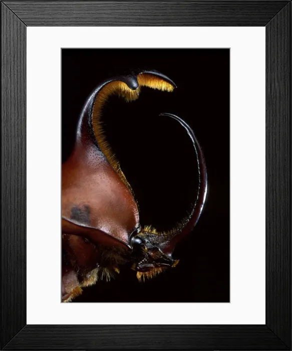 Framed Print : Picture No. 10896342 Framed Print : Picture No. 10896342