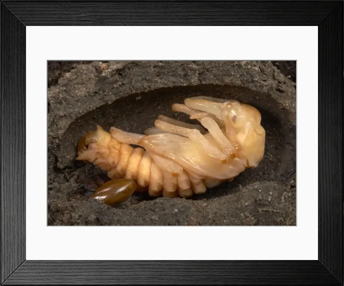 Framed Print : Picture No. 10896336 Framed Print : Picture No. 10896336