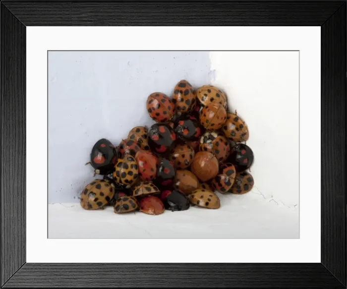 Framed Print : Picture No. 10896349