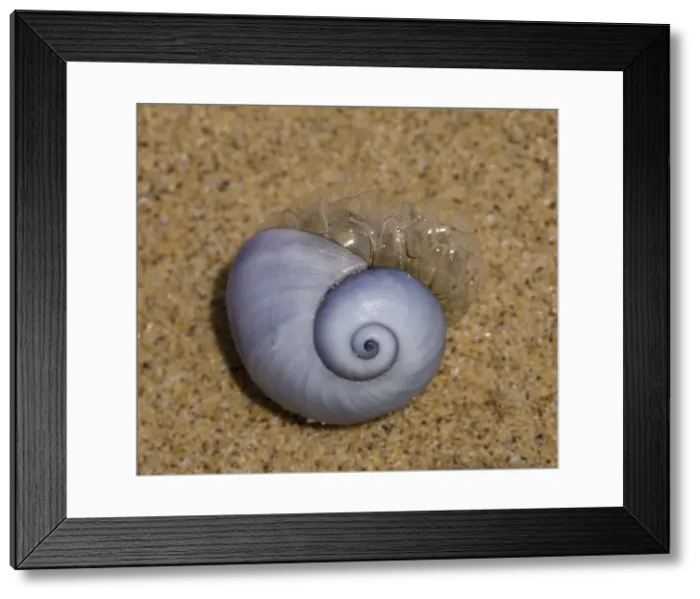 Framed Print : Picture No. 10896331 Framed Print : Picture No. 10896331
