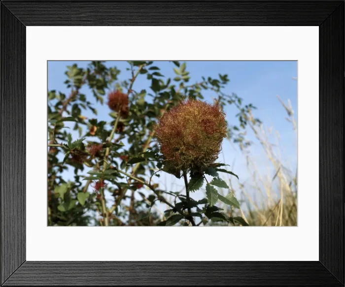 Framed Print : Picture No. 10896318 Framed Print : Picture No. 10896318