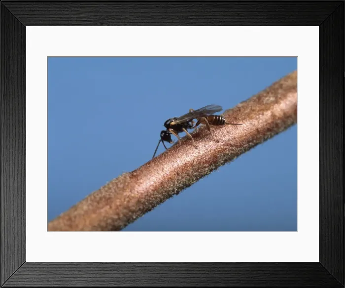 Framed Print : Picture No. 10896329 Framed Print : Picture No. 10896329