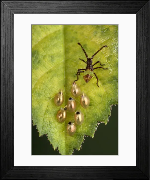 Framed Print : Picture No. 10896344 Framed Print : Picture No. 10896344