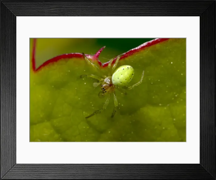 Framed Print : Picture No. 10896332 Framed Print : Picture No. 10896332