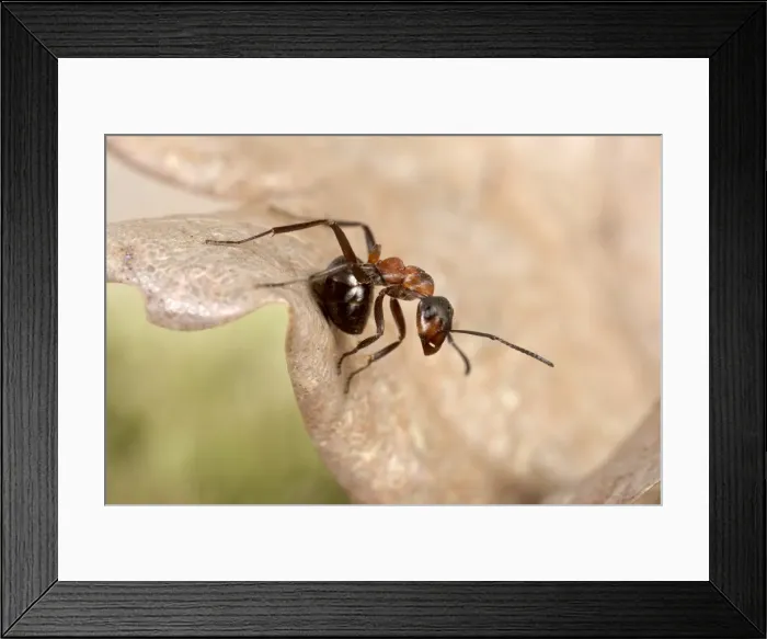 Framed Print : Picture No. 10896340 Framed Print : Picture No. 10896340