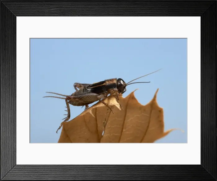 Framed Print : Picture No. 10896360 Framed Print : Picture No. 10896360