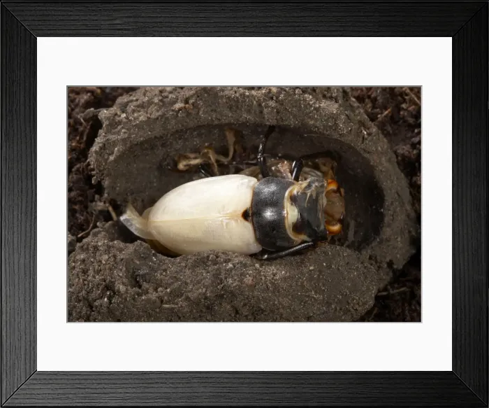 Framed Print : Picture No. 10896347 Framed Print : Picture No. 10896347