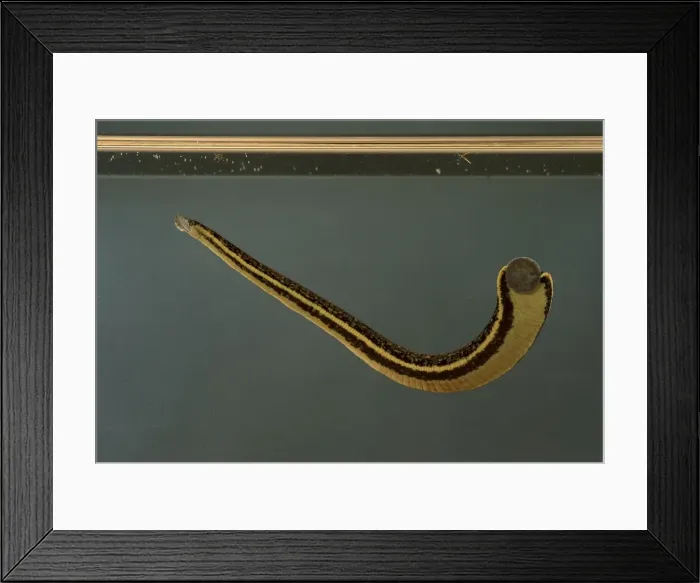 Framed Print : Picture No. 10896335 Framed Print : Picture No. 10896335