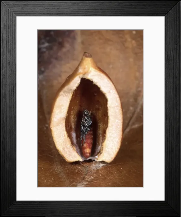 Framed Print : Picture No. 10896359 Framed Print : Picture No. 10896359