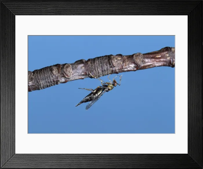 Framed Print : Picture No. 10896321 Framed Print : Picture No. 10896321