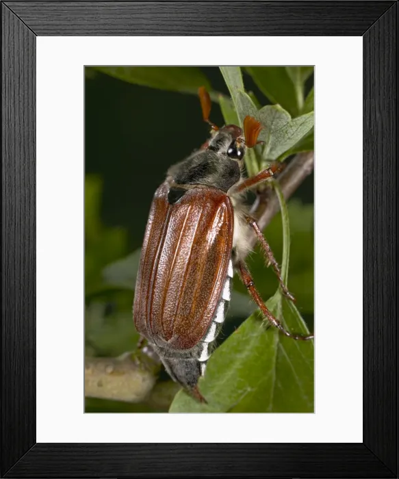 Framed Print : Picture No. 10896341 Framed Print : Picture No. 10896341