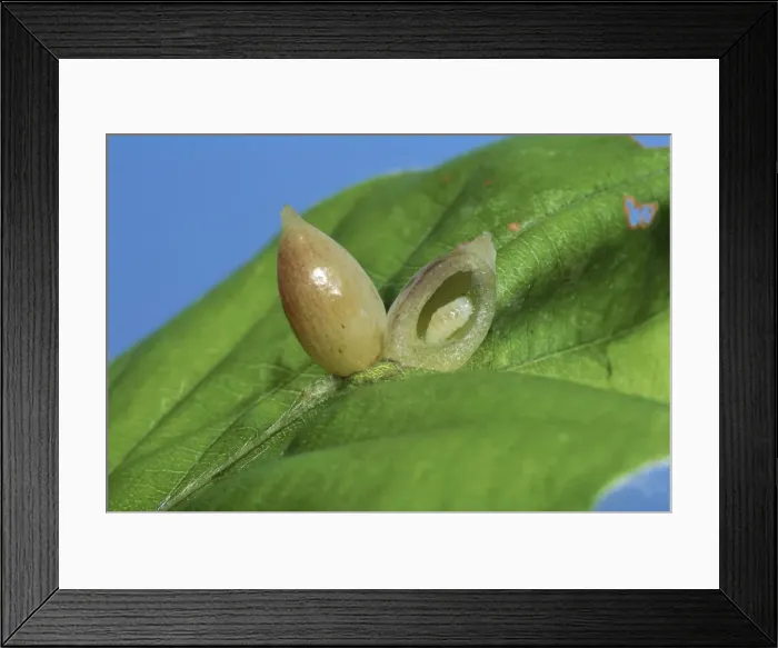 Framed Print : Picture No. 10896343 Framed Print : Picture No. 10896343