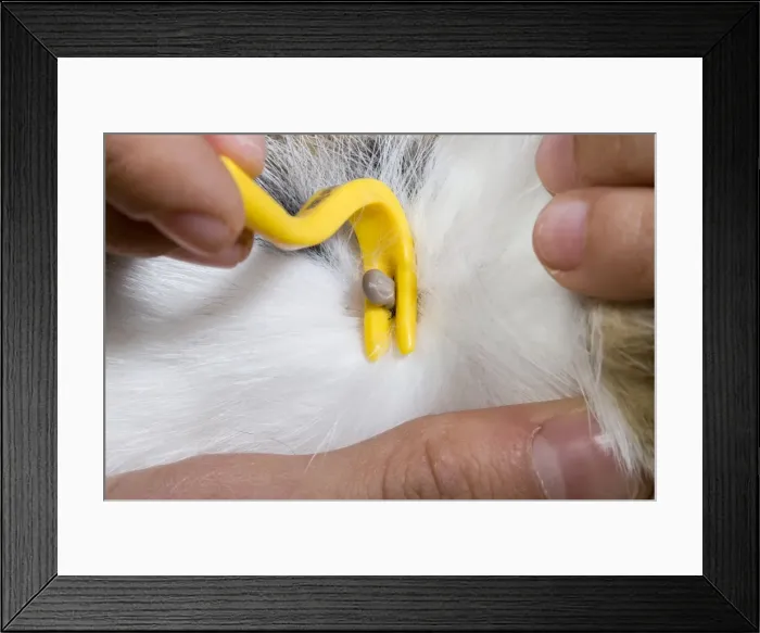 Framed Print : Picture No. 10896351 Framed Print : Picture No. 10896351