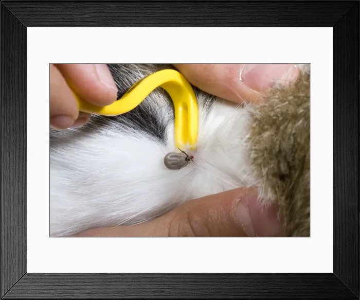 Framed Print : Picture No. 10896338 Framed Print : Picture No. 10896338