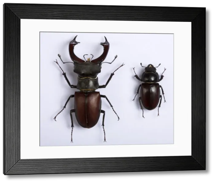 Framed Print : Picture No. 10896355 Framed Print : Picture No. 10896355