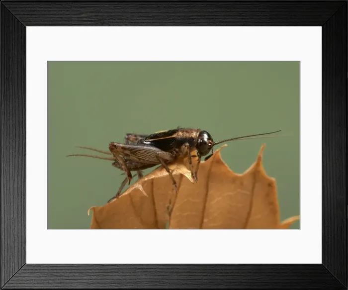 Framed Print : Picture No. 10896352 Framed Print : Picture No. 10896352