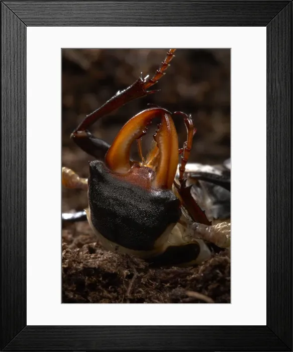Framed Print : Picture No. 10896345 Framed Print : Picture No. 10896345