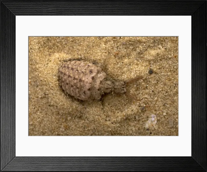 Framed Print : Picture No. 10896327