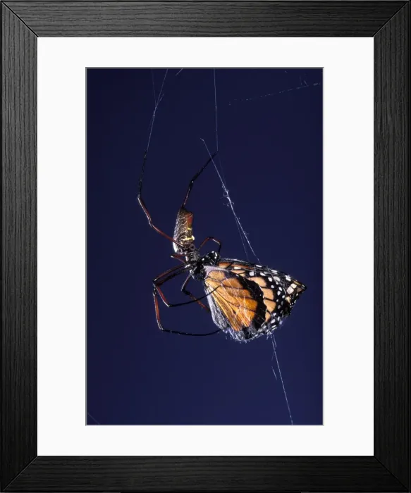Framed Print : Picture No. 10896333 Framed Print : Picture No. 10896333