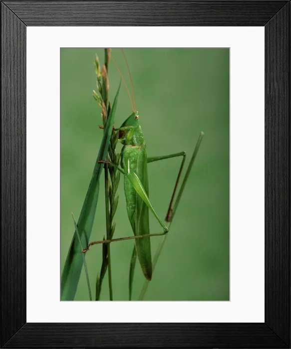 Framed Print : Picture No. 10896320 Framed Print : Picture No. 10896320