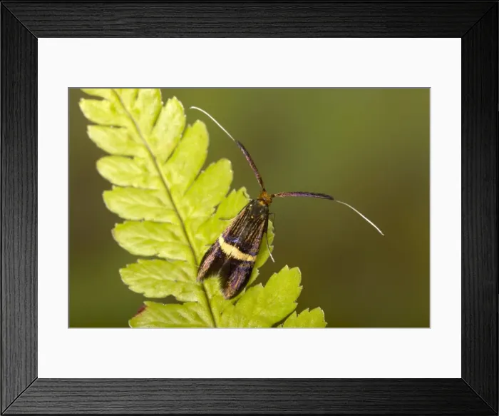 Framed Print : Picture No. 10896322 Framed Print : Picture No. 10896322