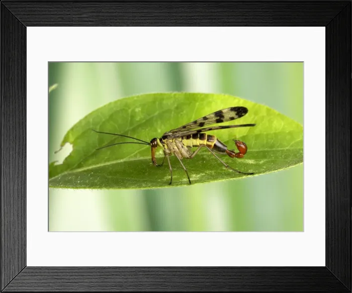 Framed Print : Picture No. 10896366 Framed Print : Picture No. 10896366