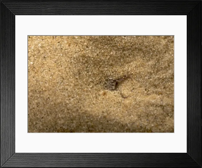 Framed Print : Picture No. 10896334 Framed Print : Picture No. 10896334
