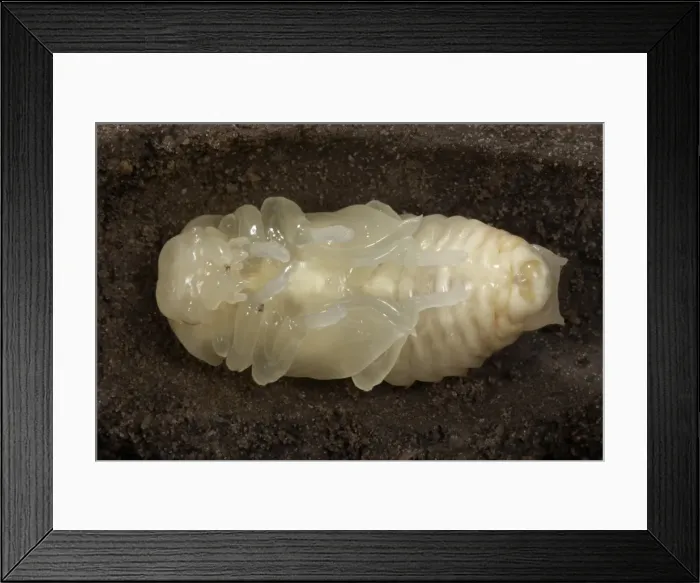 Framed Print : Picture No. 10896323 Framed Print : Picture No. 10896323