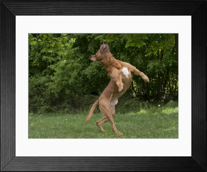 Framed Print : Picture No. 10897843 Framed Print : Picture No. 10897843