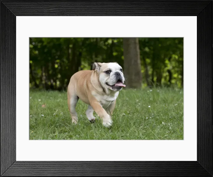 Framed Print : Picture No. 10897848 Framed Print : Picture No. 10897848