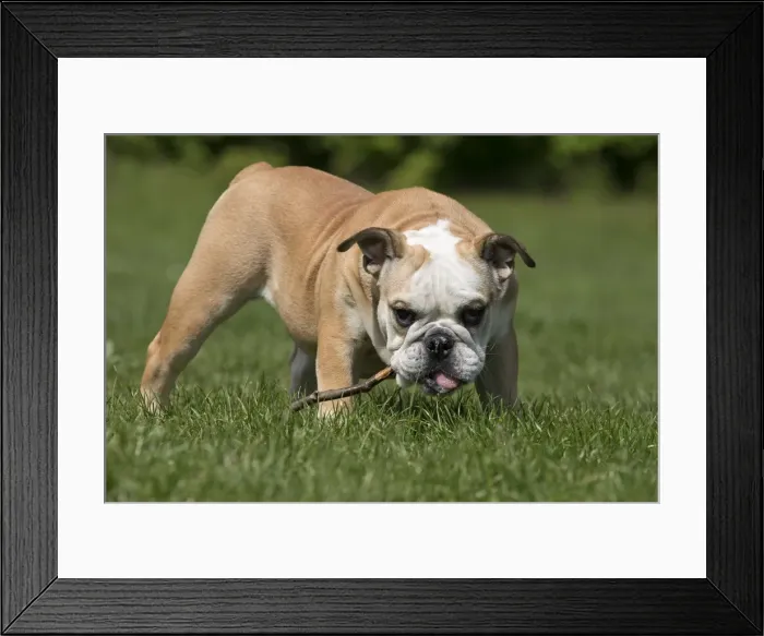 Framed Print : Picture No. 10897852 Framed Print : Picture No. 10897852